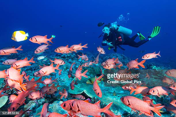 soldierfish and diver - palau - pyramid butterflyfish or hemitaurichthys polylepis stockfoto's en -beelden