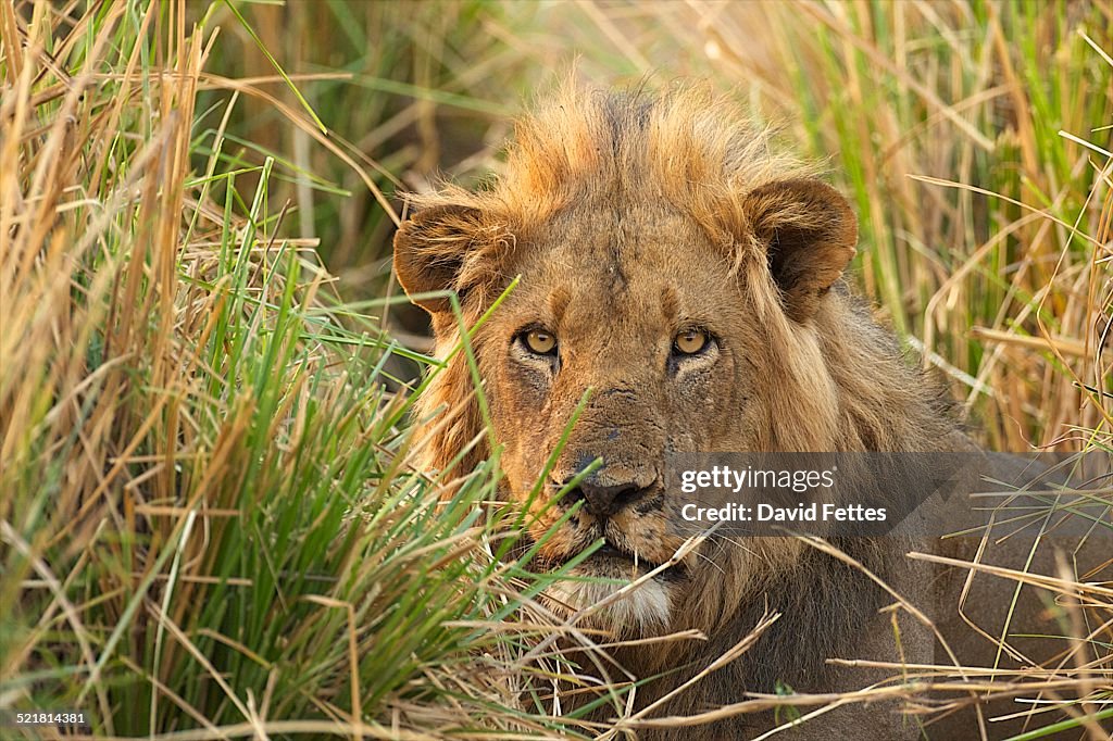 Portrait of male lion (panthera leo) watching from the long grass, Mana Pools National Park, Zimbabwe