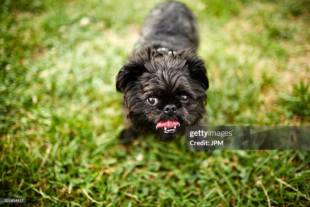 Brussels griffon dog looking at camera