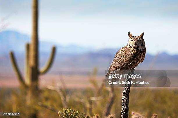 great horned owl, bubo virginianus - great horned owl stock pictures, royalty-free photos & images