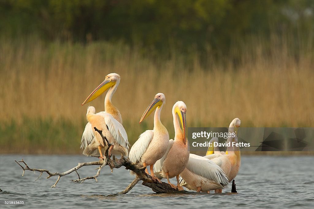 White pelicans (Pelecanus onocrotalus) on log in water