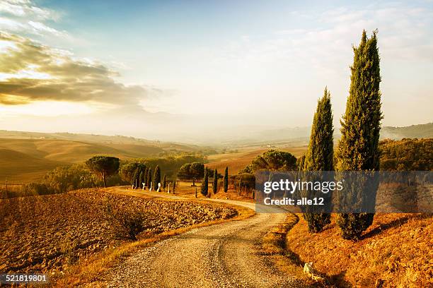 tuscany landscape at sunrise - cypress tree stock pictures, royalty-free photos & images