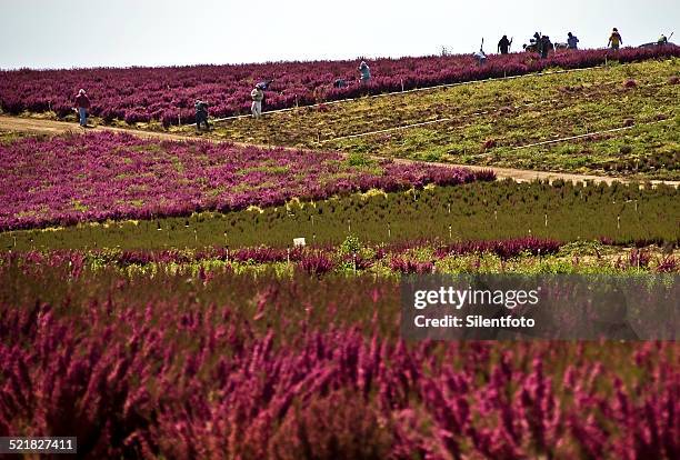 heather field diggers - silentfoto heather stock pictures, royalty-free photos & images