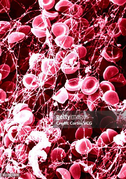 red blood cells - blood cells stock-fotos und bilder