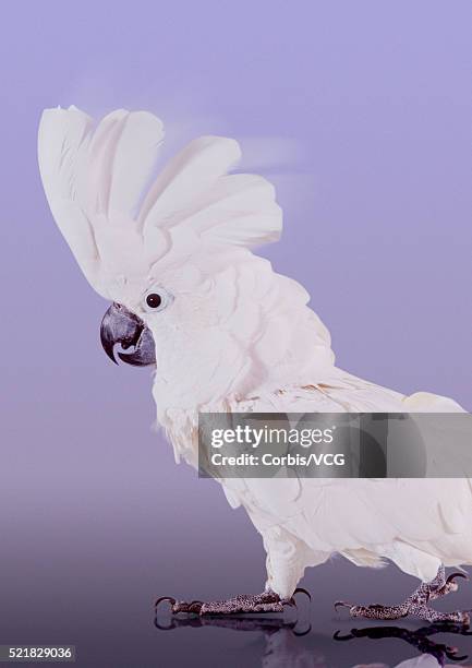 white parrot - cockatoo stock pictures, royalty-free photos & images