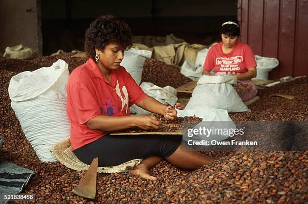 women sorting cacao beans - cacao organization stock pictures, royalty-free photos & images