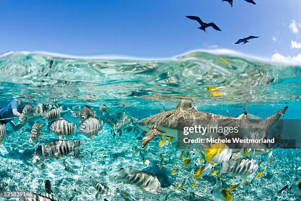 blacktip shark and tropical fish in bora-bora lagoon - oceania foto e immagini stock