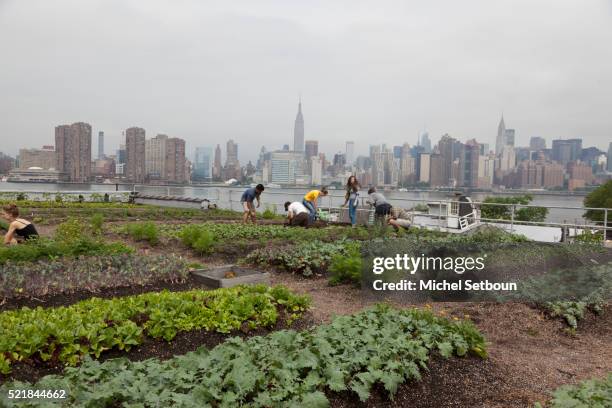 rooftop farm - the roof gardens stock pictures, royalty-free photos & images