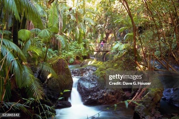 onomea cascade at hawaiian tropical botanical gardens - hawaiian waterfalls 個照片及圖片檔