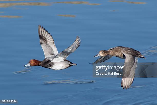 redhead ducks flying - redhead duck stock pictures, royalty-free photos & images