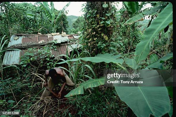 farmer digs yams, jamaica - archive farms jamaica stock pictures, royalty-free photos & images