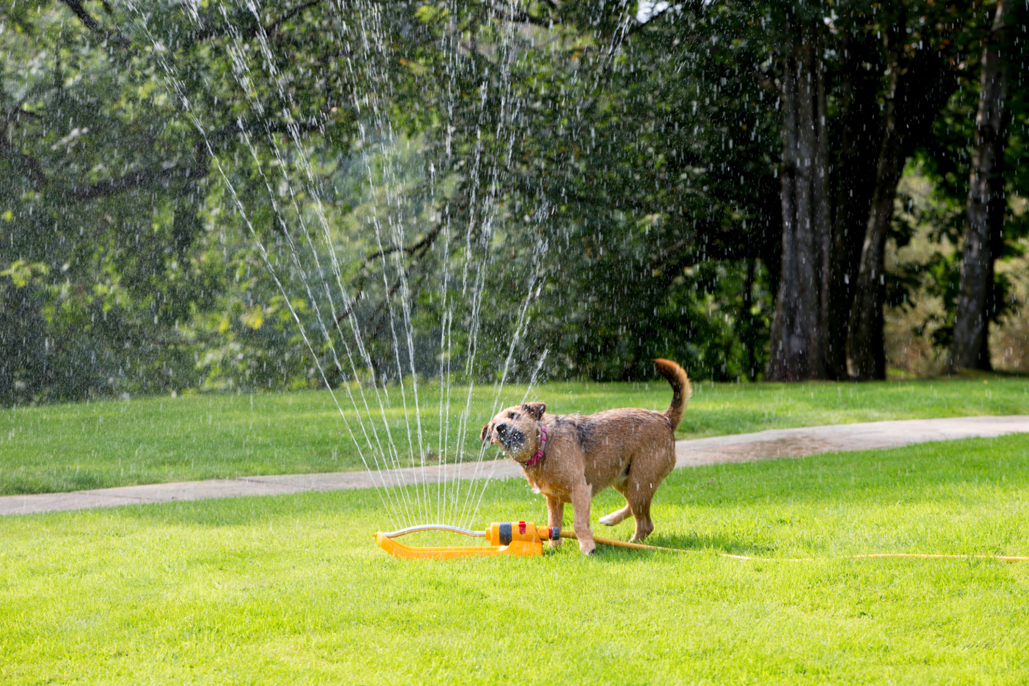 dog drinking water