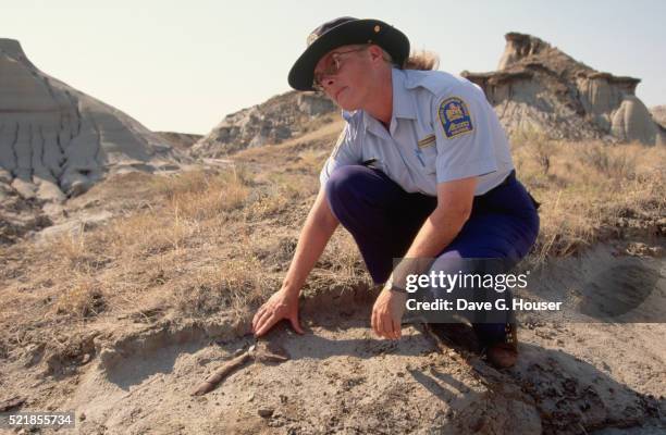 park guide points out fossil - dinosaur provincial park foto e immagini stock