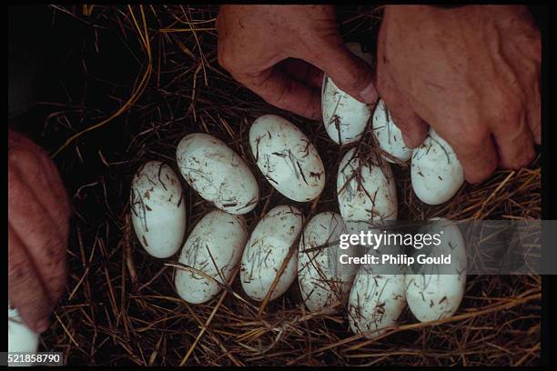 american alligator eggs marked in nest - alligator nest stockfoto's en -beelden