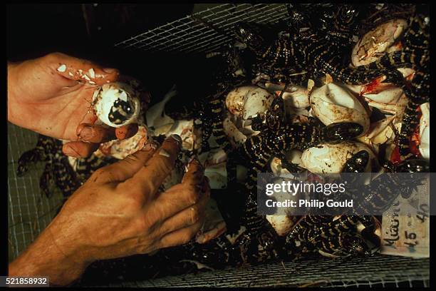 alligator hatchlings - alligator hatching stock pictures, royalty-free photos & images