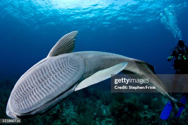 remora entertaining a scuba diving photographer - remora fish stock-fotos und bilder