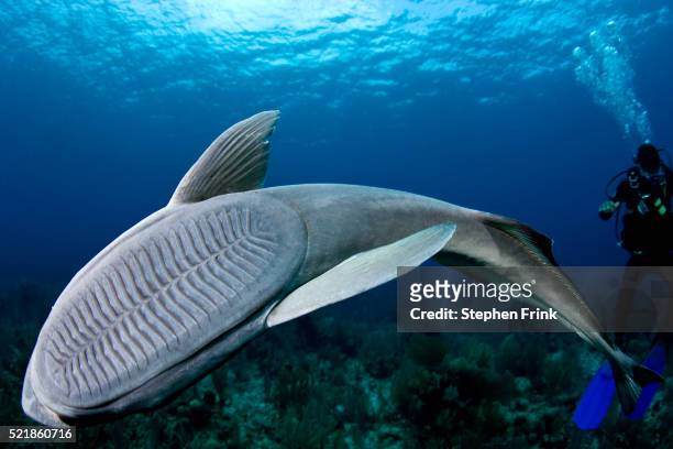 remora entertaining a scuba diving photographer - remora fish stock pictures, royalty-free photos & images
