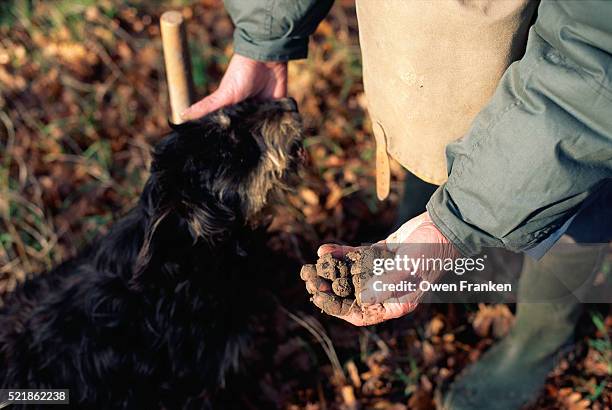 truffle hunter praising dog - vaucluse stock-fotos und bilder