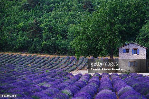 fields of lavender by rustic farmhouse - south france stock pictures, royalty-free photos & images