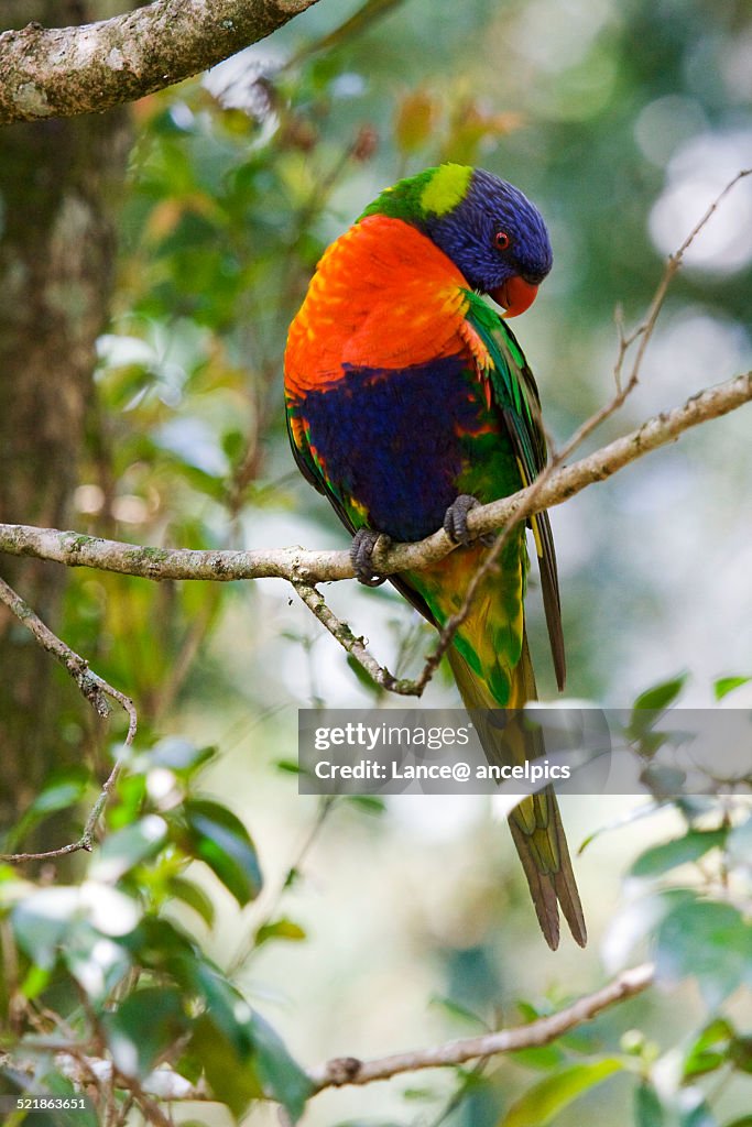 Rainbow Lorikeet peering