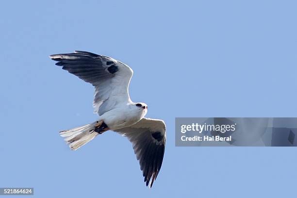 white-tailed kite flying with prey - white tailed kite stock pictures, royalty-free photos & images