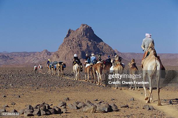 camel caravan in the sahara - algerian people photos et images de collection