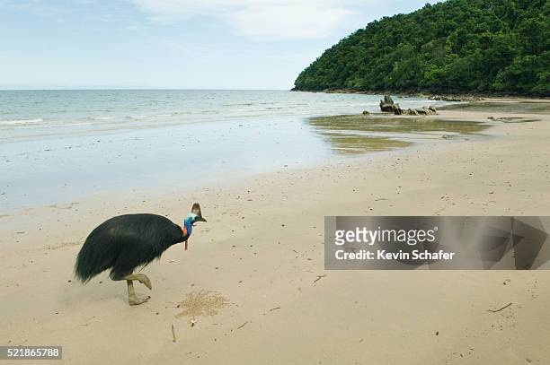 southern cassowary on beach near innisfail - casoar photos et images de collection