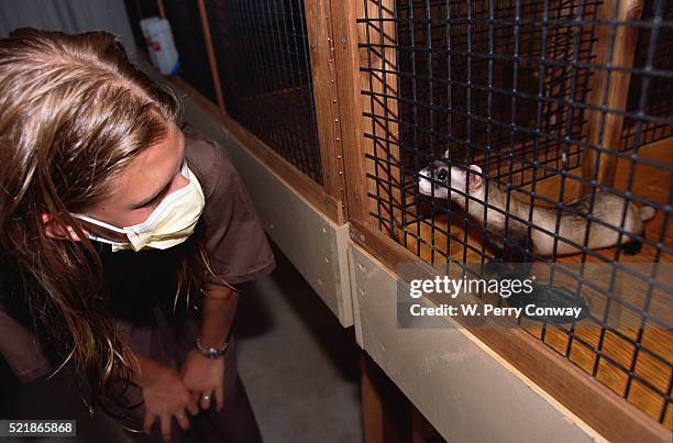 zoo visitor watching black-footed ferret - white ferret stock pictures, royalty-free photos & images