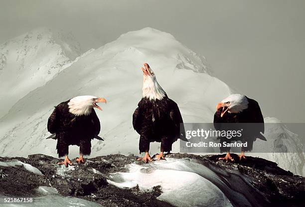 three bald eagles - animal call stock pictures, royalty-free photos & images