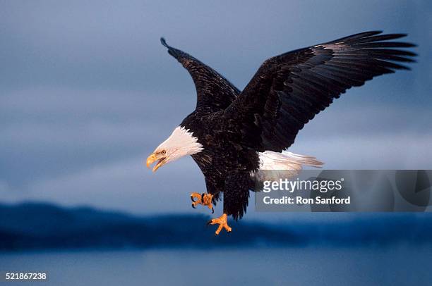 bald eagle swooping down - diving to the ground stock pictures, royalty-free photos & images