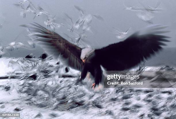 aggressive eagle - pounce attack stock pictures, royalty-free photos & images