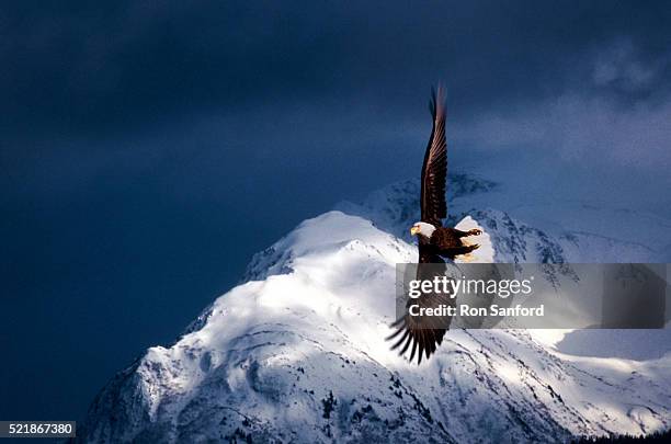 bald eagle in flight - eagle bird stock pictures, royalty-free photos & images