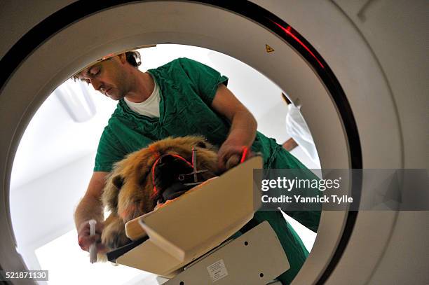 Ct Scan In Dogs Dog Ct Scan Photos and Premium High Res Pictures - Getty Images