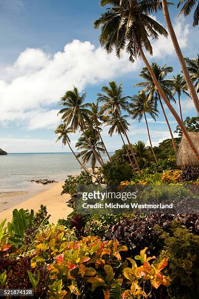 beach on taveuni island - fiji hut stock pictures, royalty-free photos & images