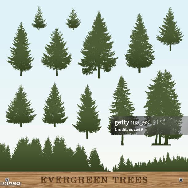 immergrüner baum silhouetten - fir tree stock-grafiken, -clipart, -cartoons und -symbole