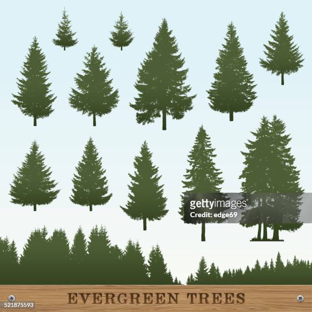 evergreen tree silhouettes - evergreen trees stock illustrations