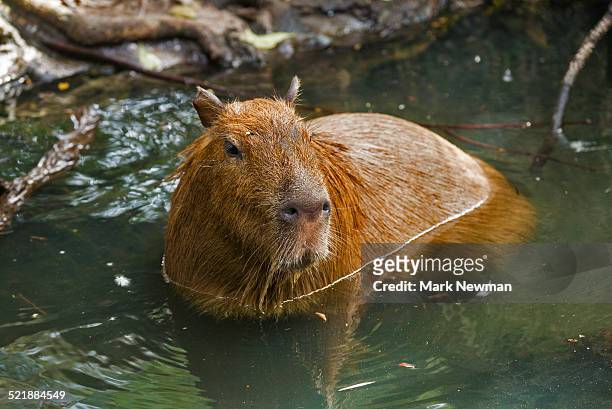 capybara swimming - capybara ストックフォトと画像