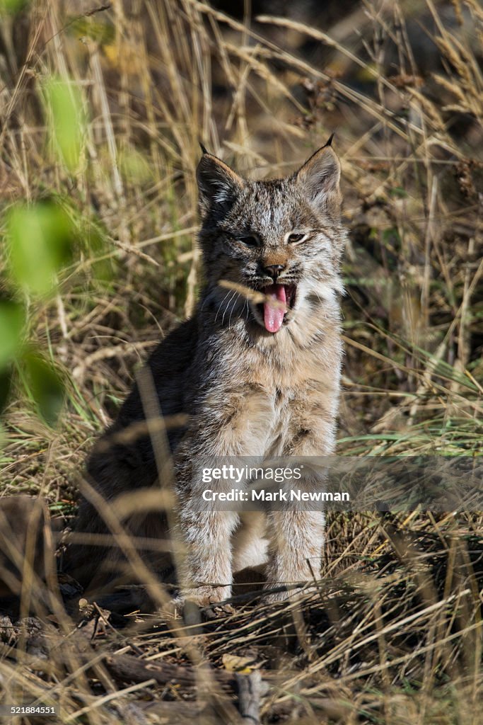 Baby lynx