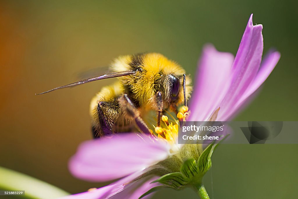 Bumblebee on cosmos flower