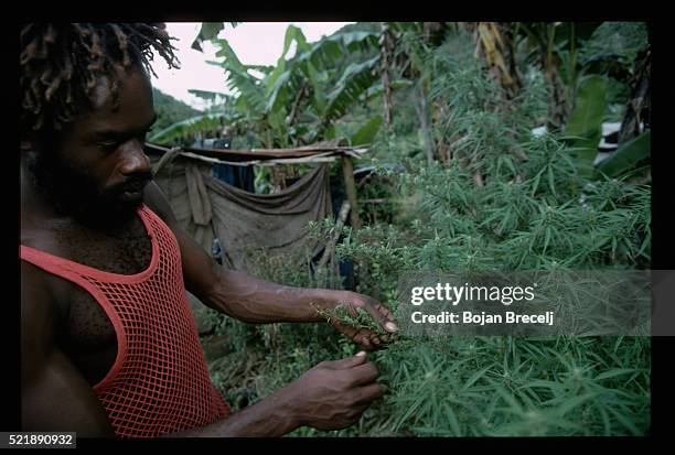 rastafarian growing cannabis, jamaica - rastafari stockfoto's en -beelden