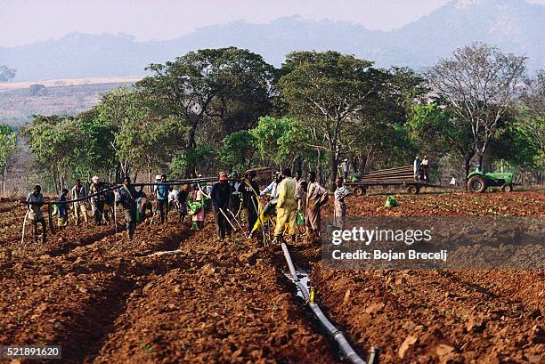 1,308 Zimbabwe Farming Stock Photos, High-Res Pictures, and Images