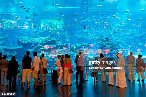 dubai, dubai mall aquarium - dubai mall stock pictures, royalty-free photos & images