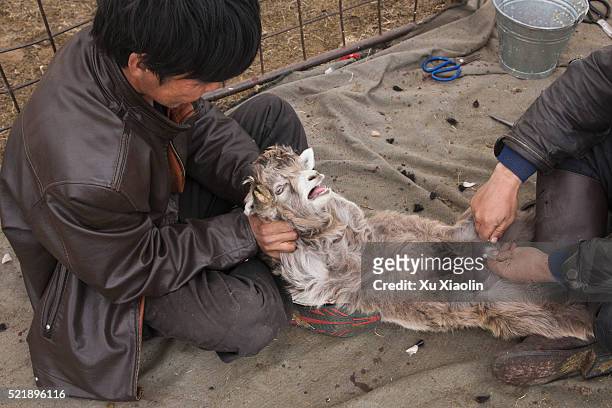 china inner mongolia - human castration stock pictures, royalty-free photos & images