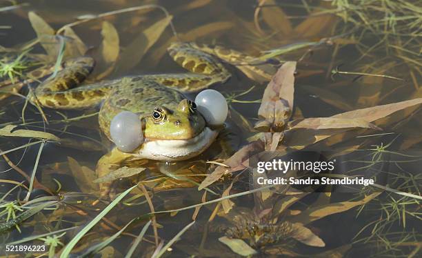 a calling marsh frog. - animal call stock pictures, royalty-free photos & images