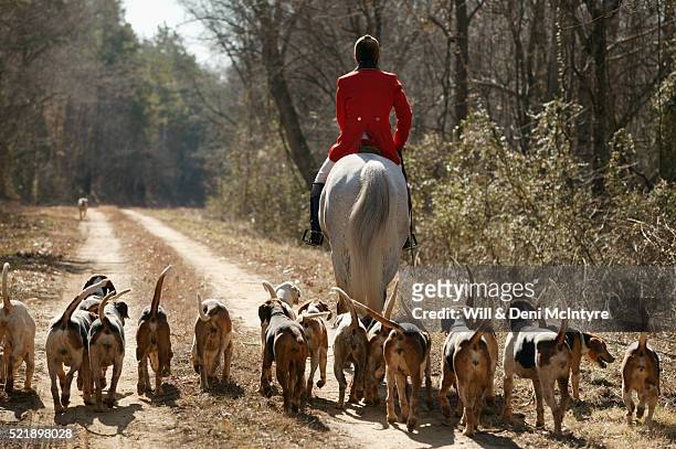 foxhunting in north carolina - american foxhound stockfoto's en -beelden