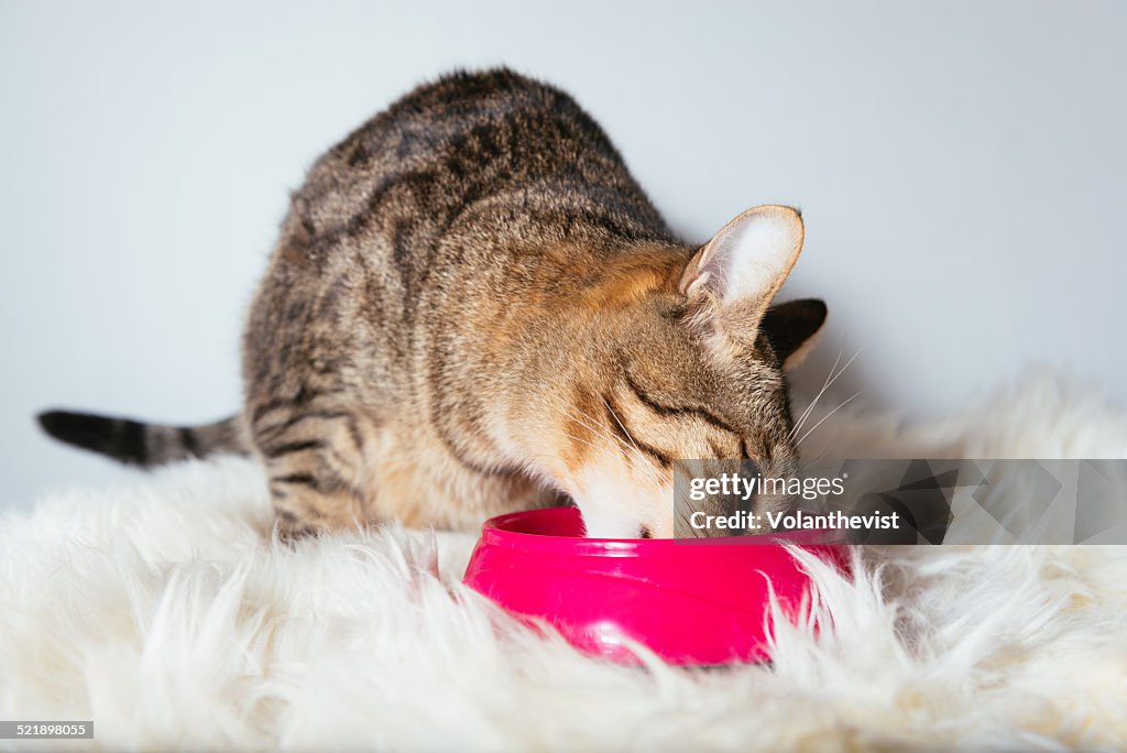 Cute cat eating at home from a pink cat feeder