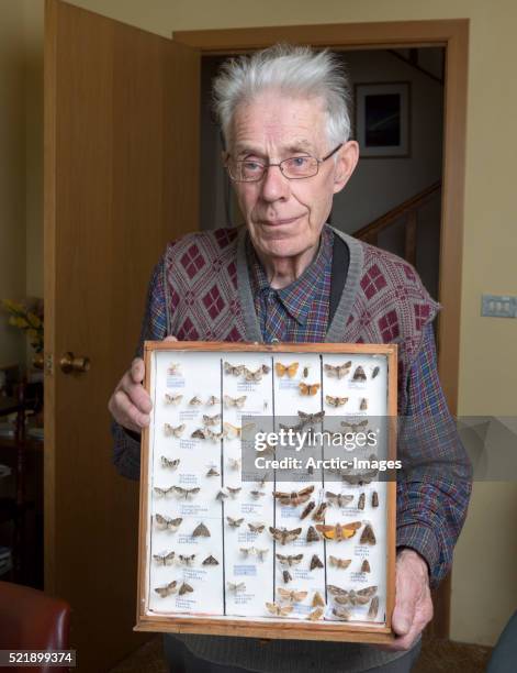 Pride Insects Pride Moth Photos and Premium High Res Pictures - Getty Images