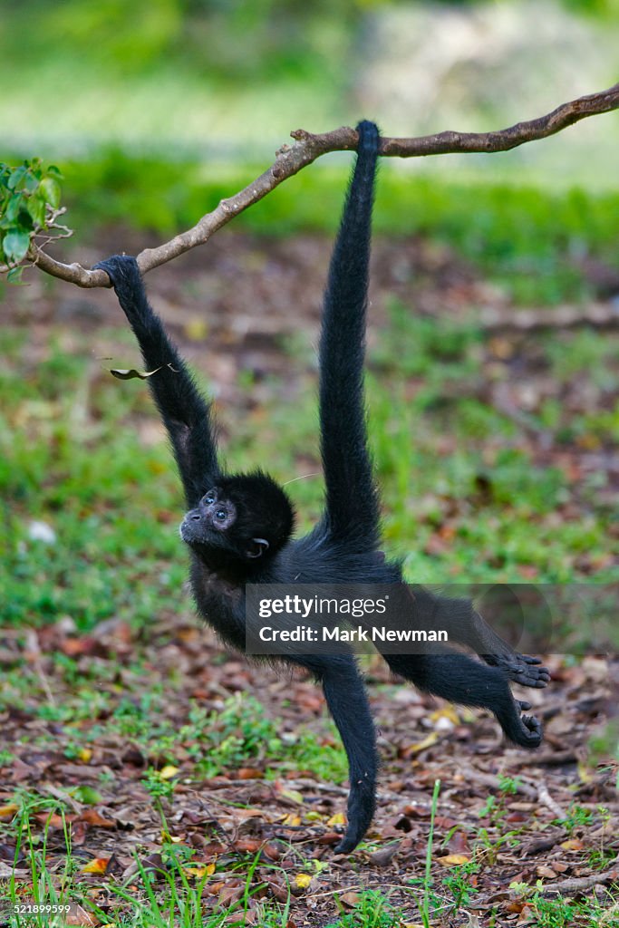 Spider monkey baby