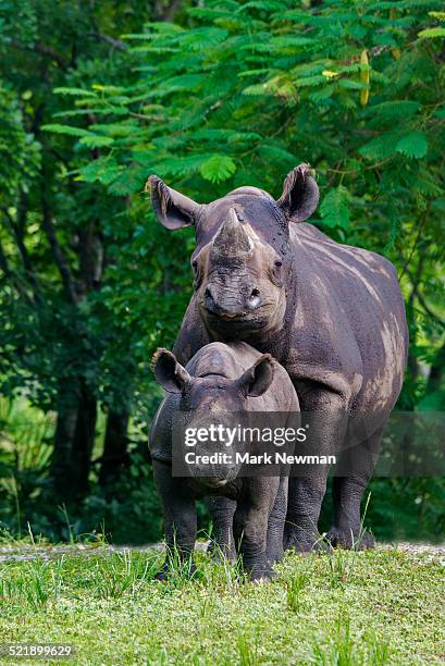 mother and baby black rhinoceros - cria de rinoceronte - fotografias e filmes do acervo