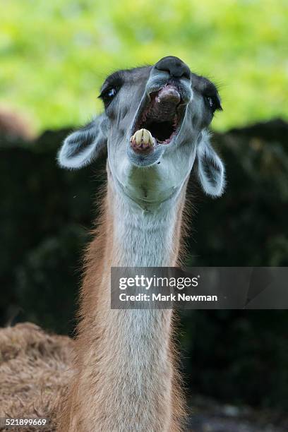 guanaco - llama animal 個照片及圖片檔